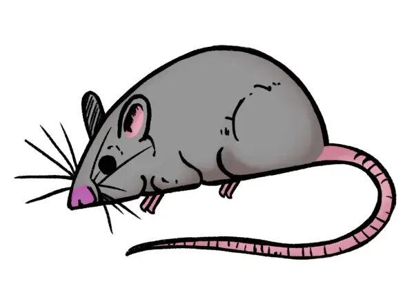 Un tierno ratoncito perez dibujo, con su nariz rosa y cola larga, listo para recoger dientes.